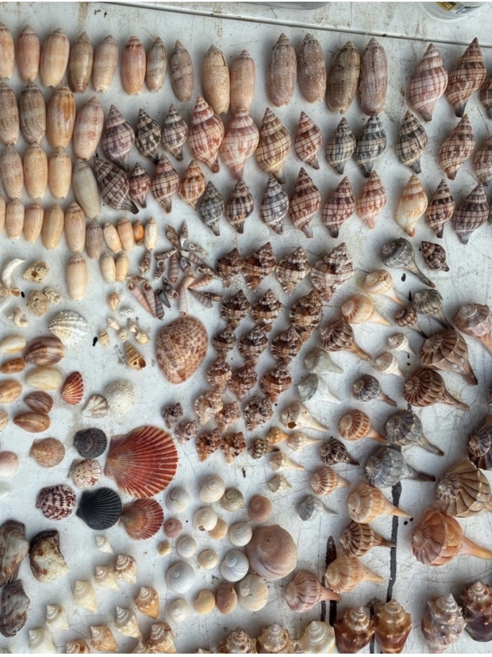 Surprise Shell 🐚 📦 box - Picture 2 of 2